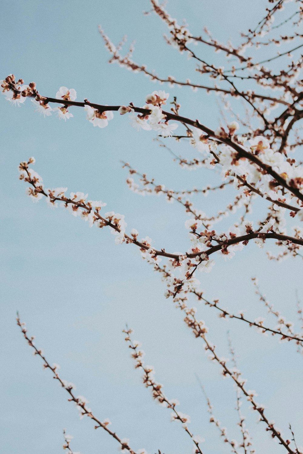 un albero con i fiori