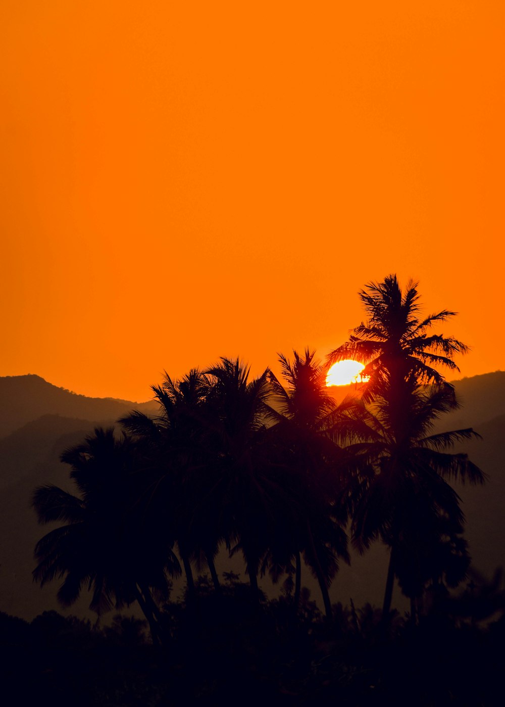 a sunset behind palm trees