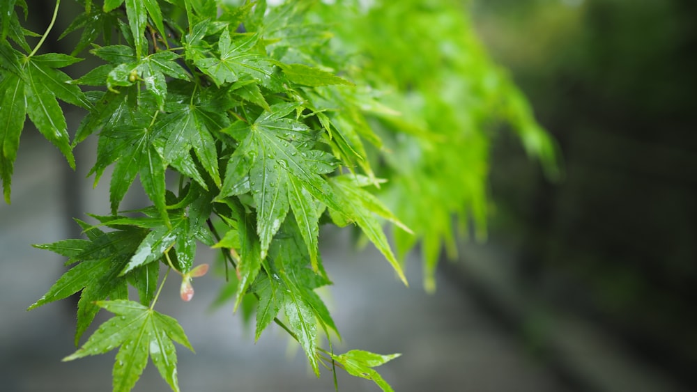 a close up of a plant