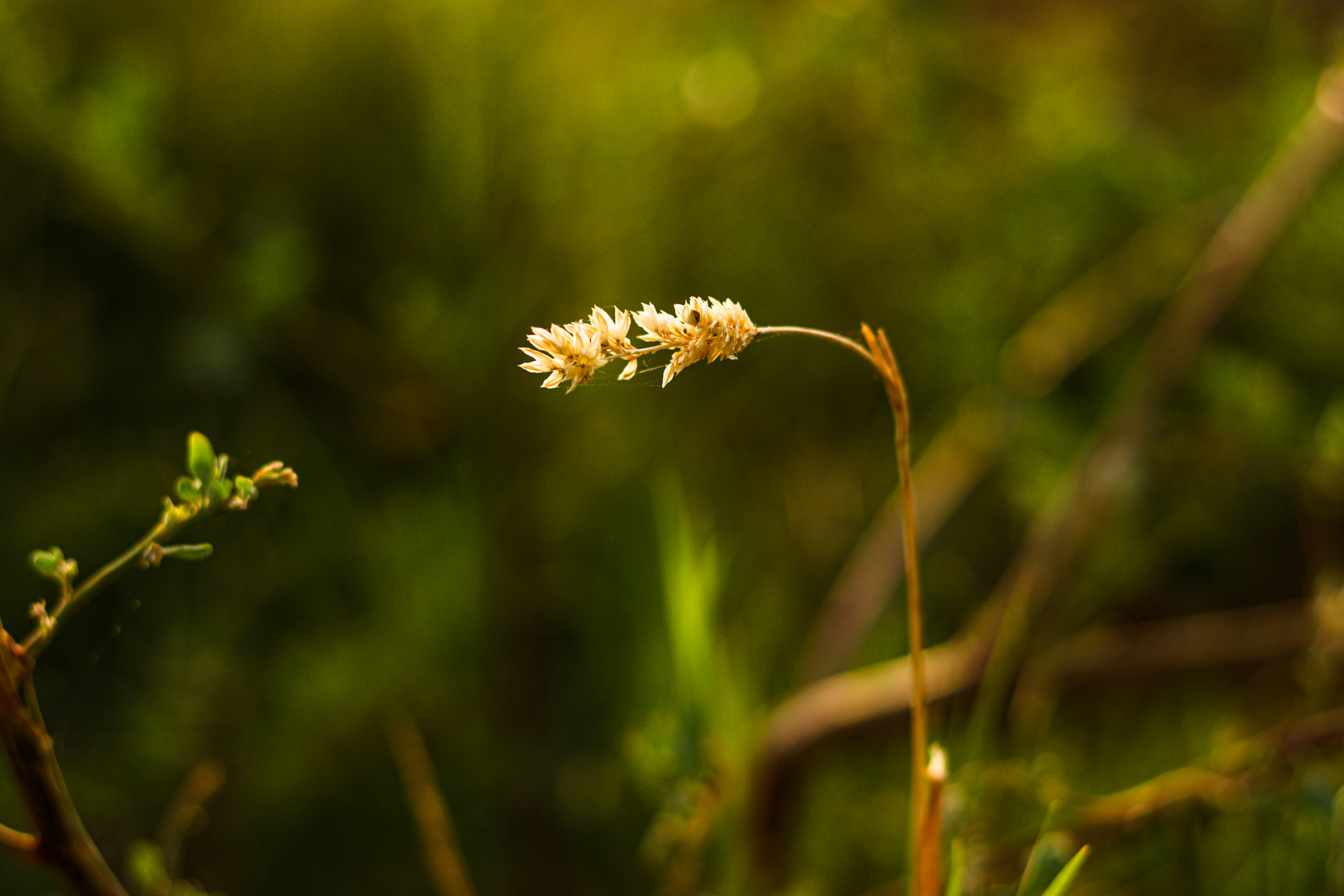 Photo by swastikarora