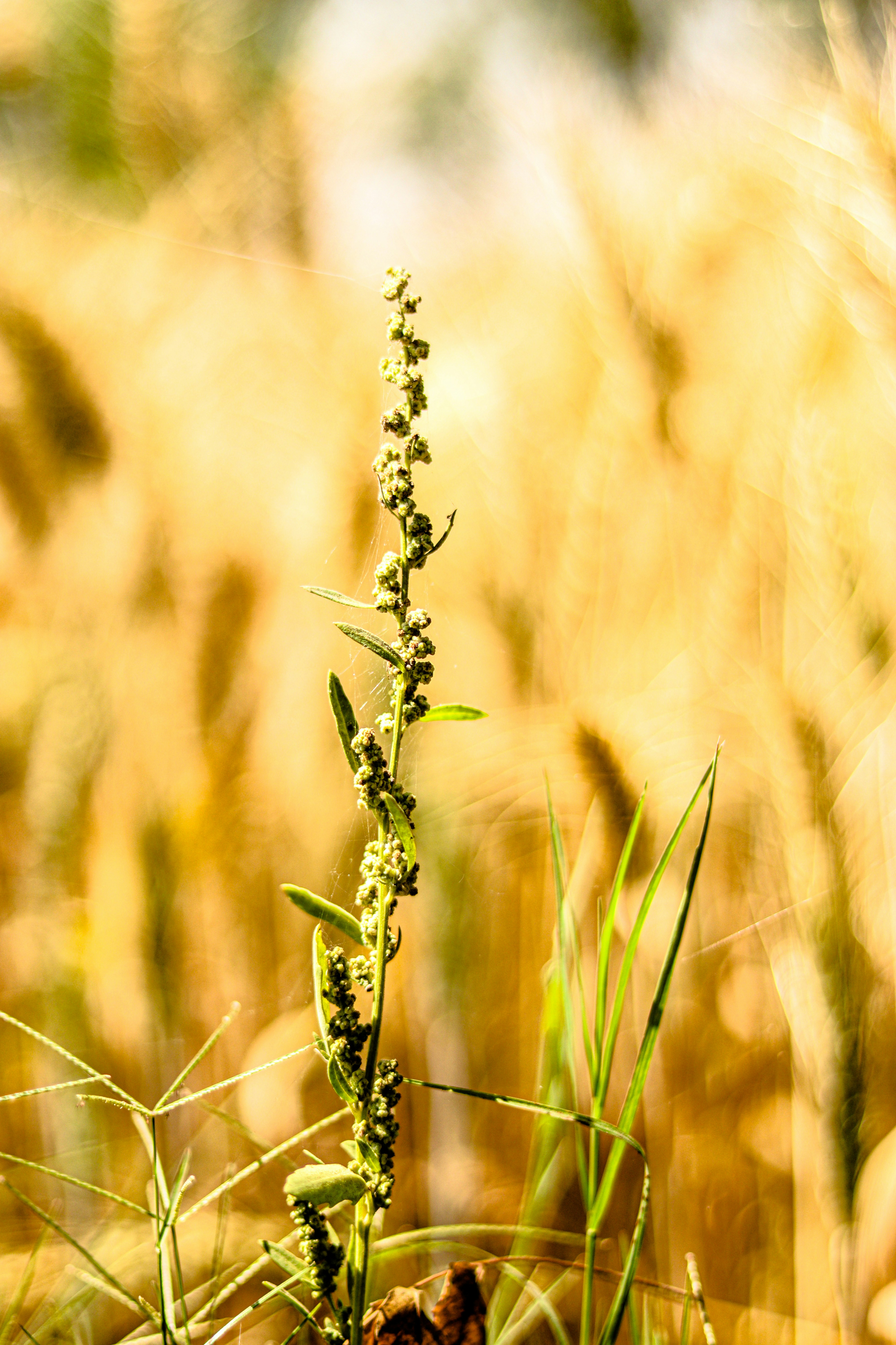 Photo by swastikarora
