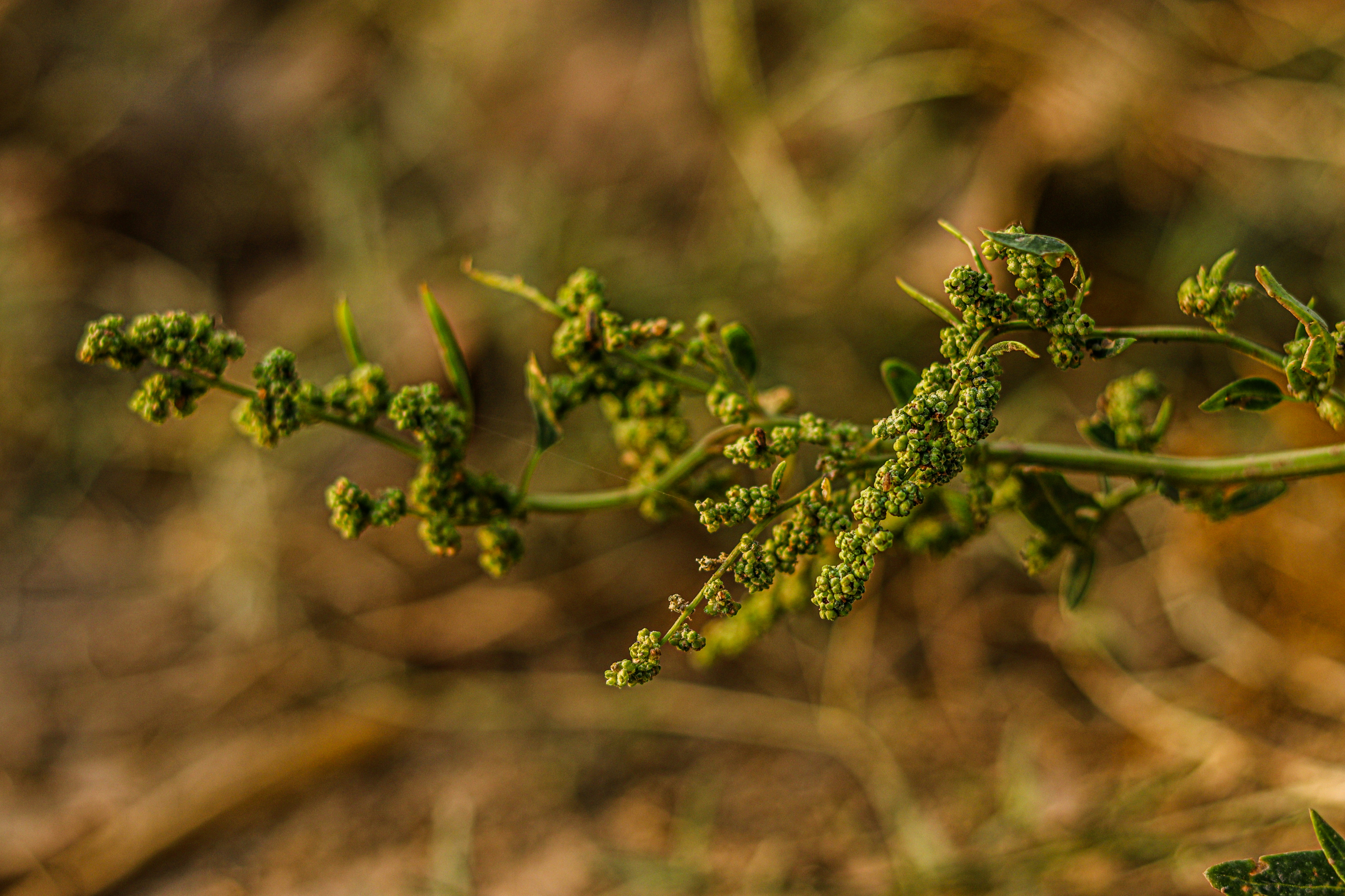 Photo by swastikarora