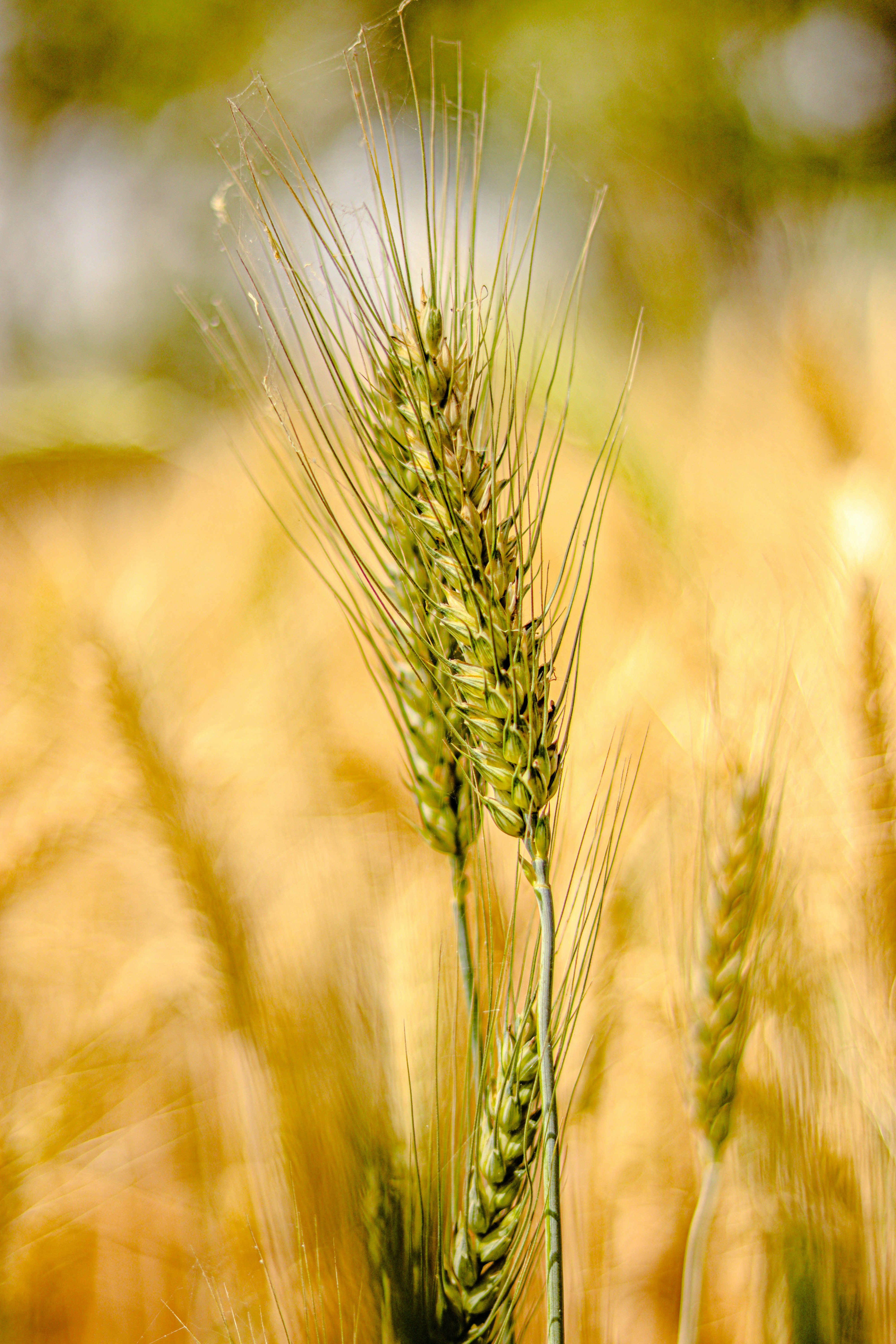 Photo by swastikarora