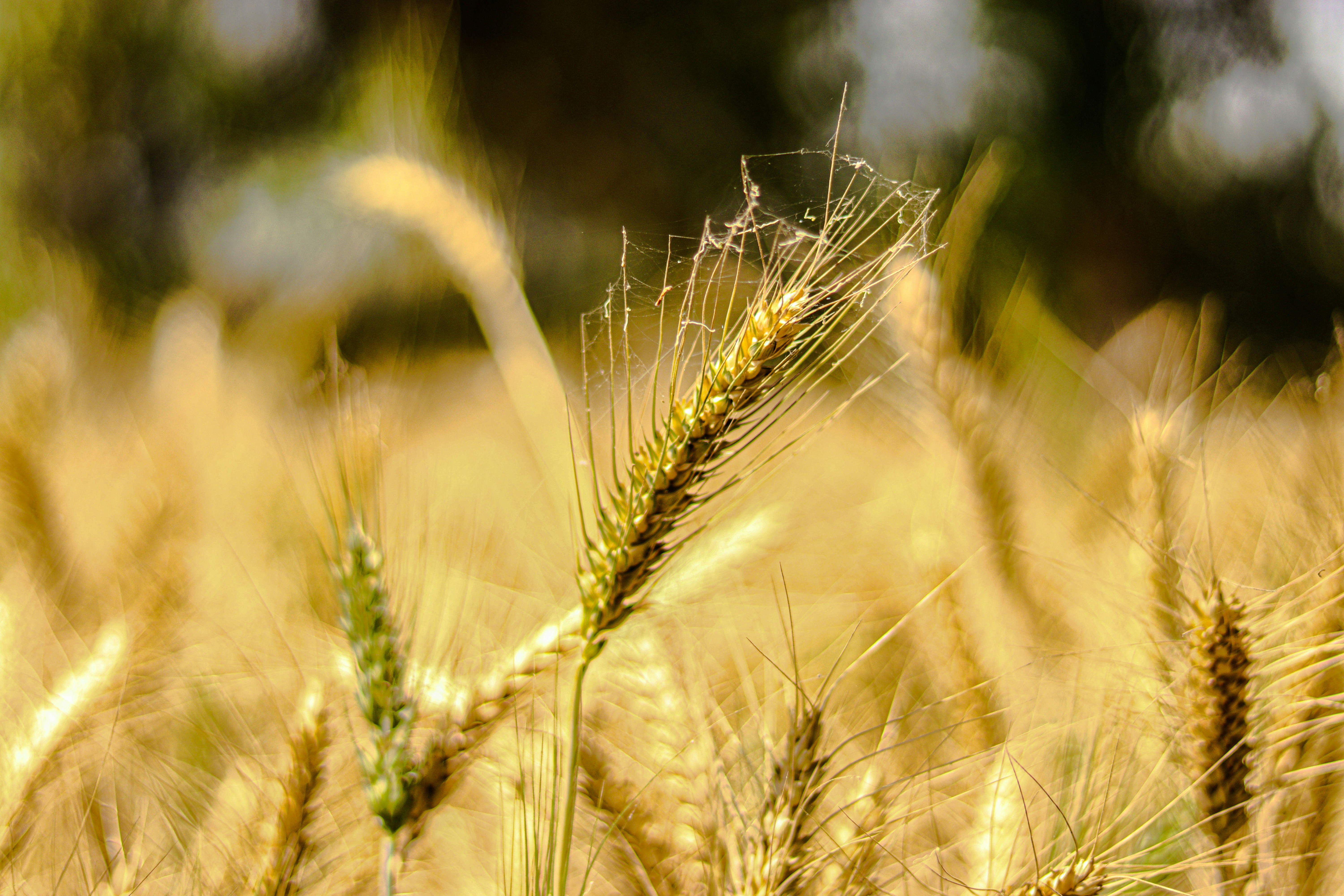 Photo by swastikarora