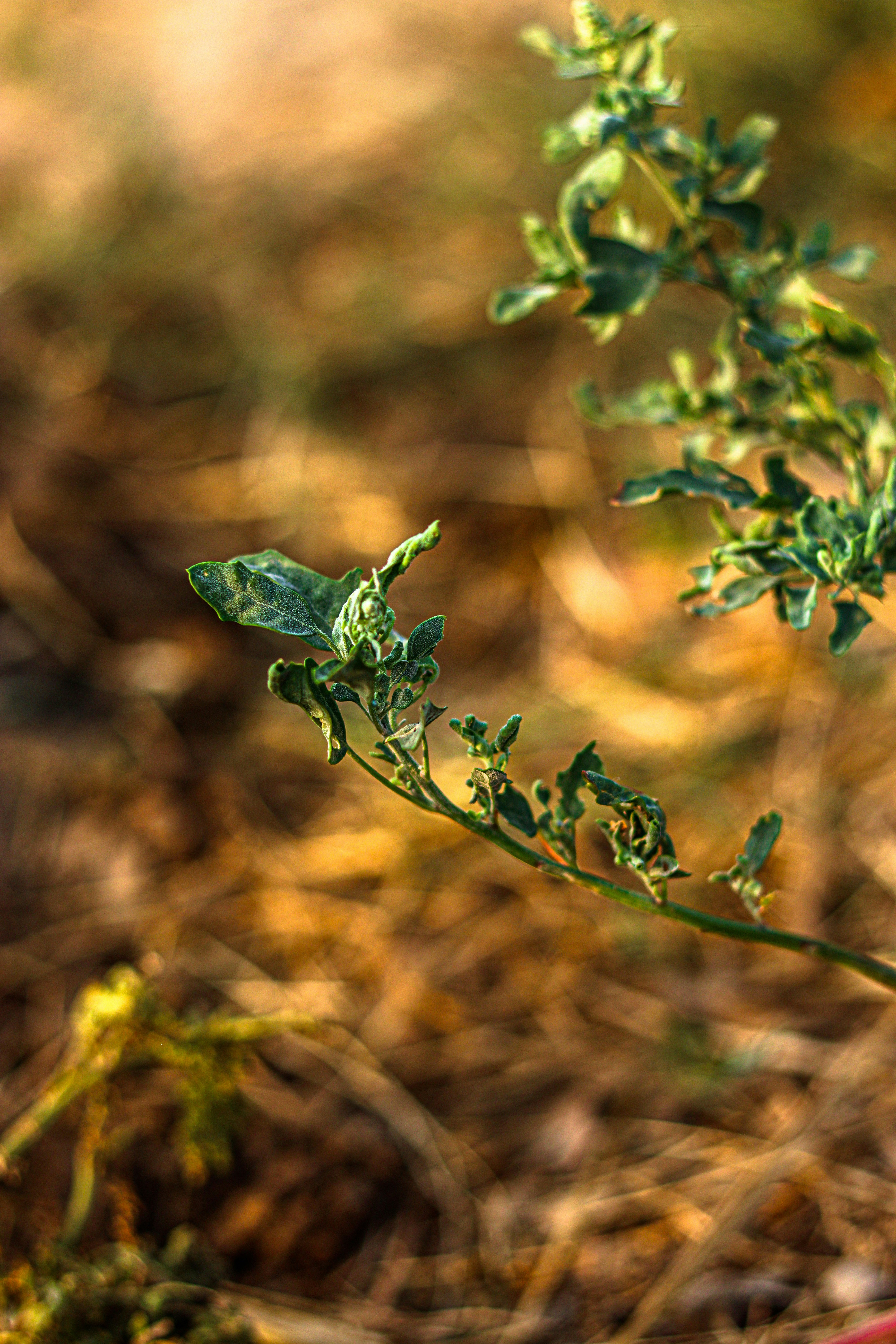 Photo by swastikarora