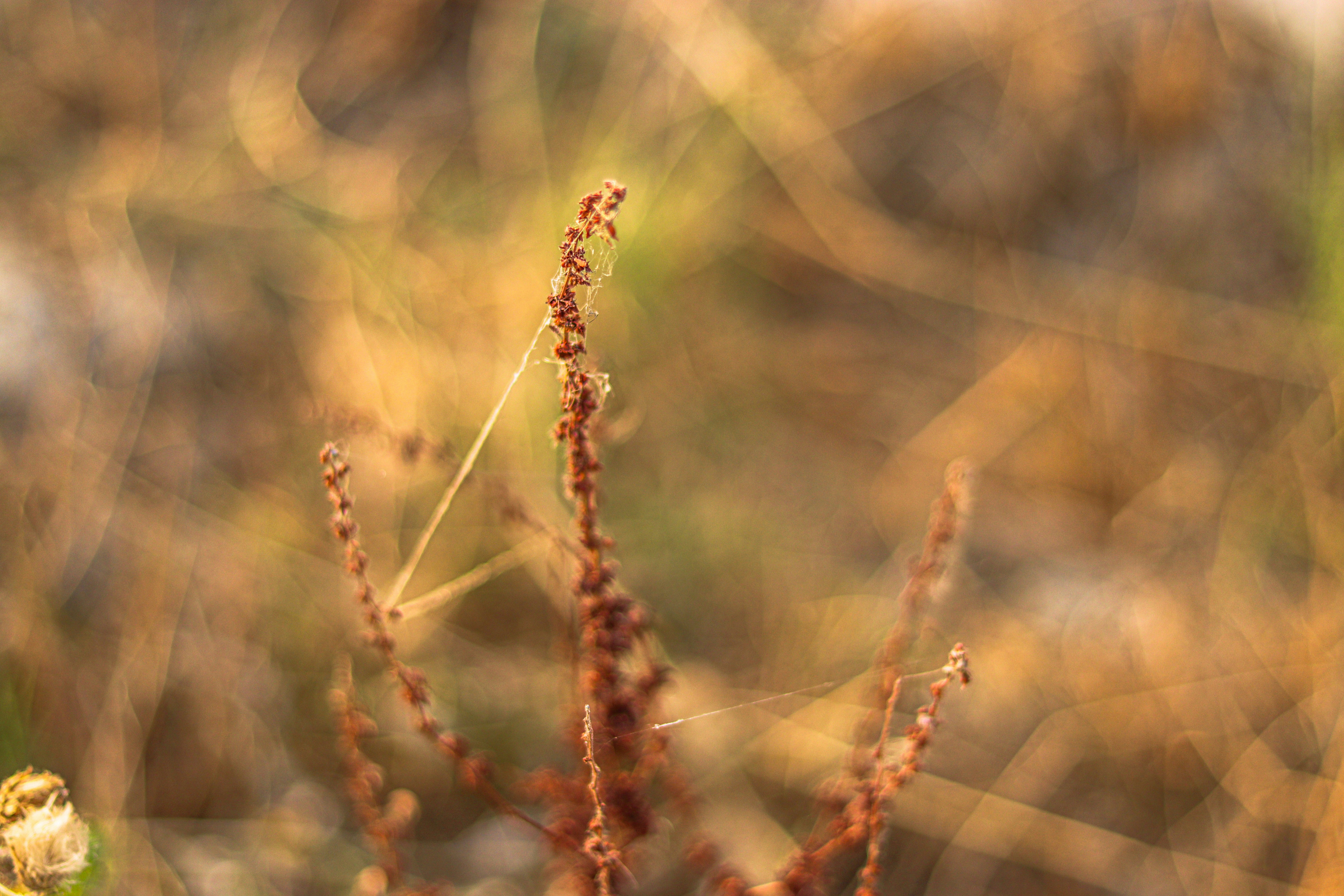 Photo by swastikarora