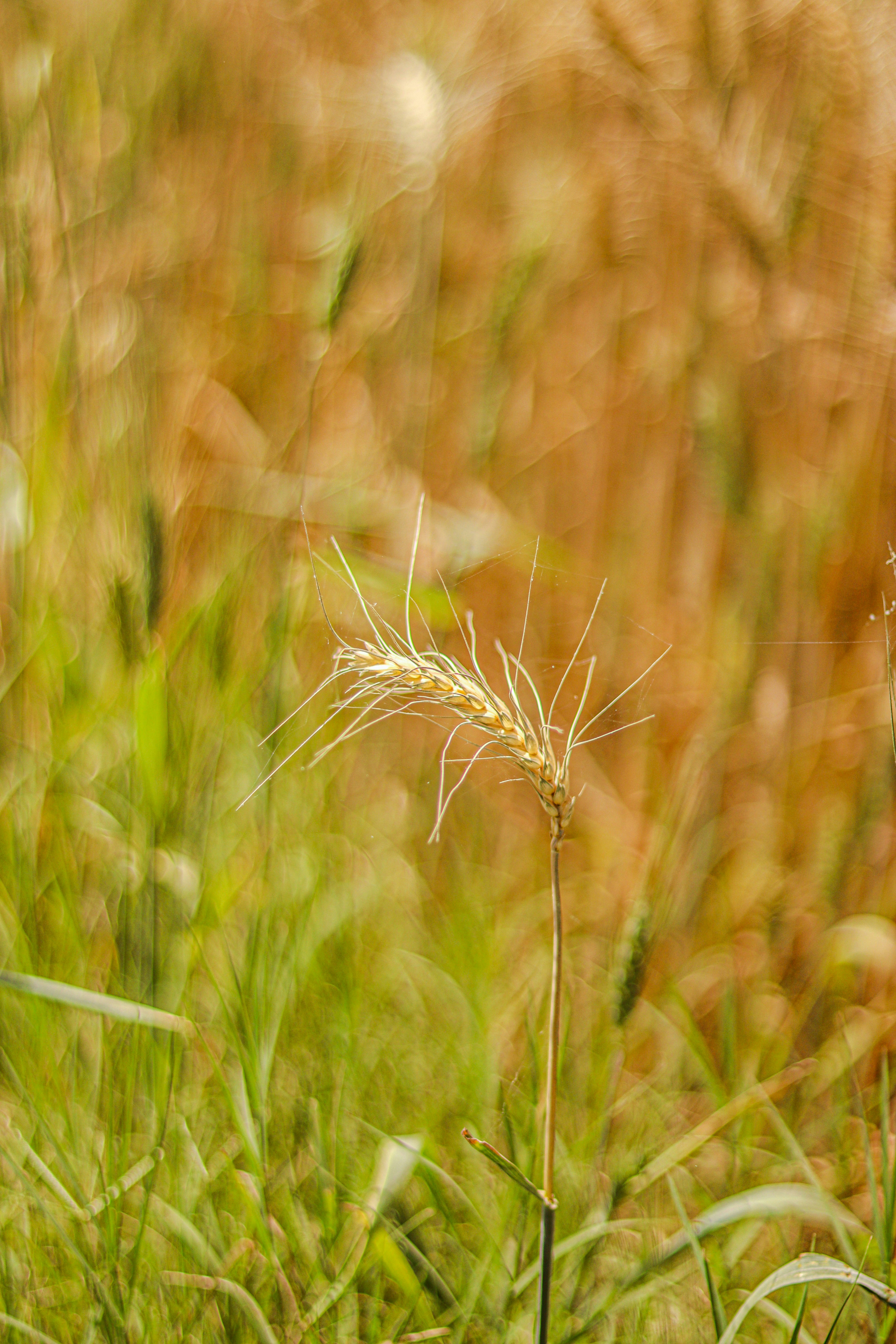 Photo by swastikarora