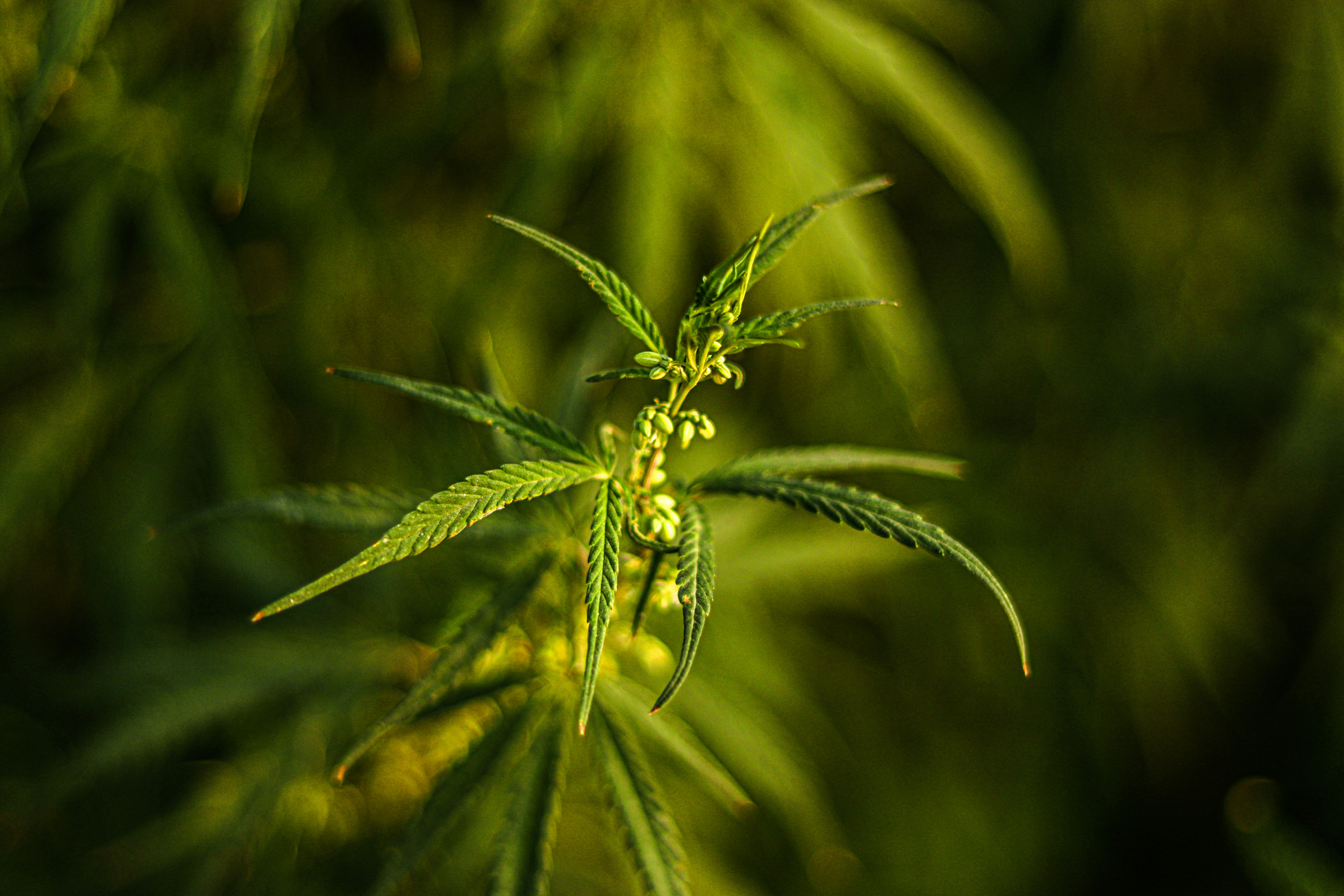 Terpene and Cannabinoid profile ⁣Deep Dive with Lab Verified Potency Insights
