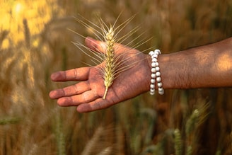 a hand holding a plant