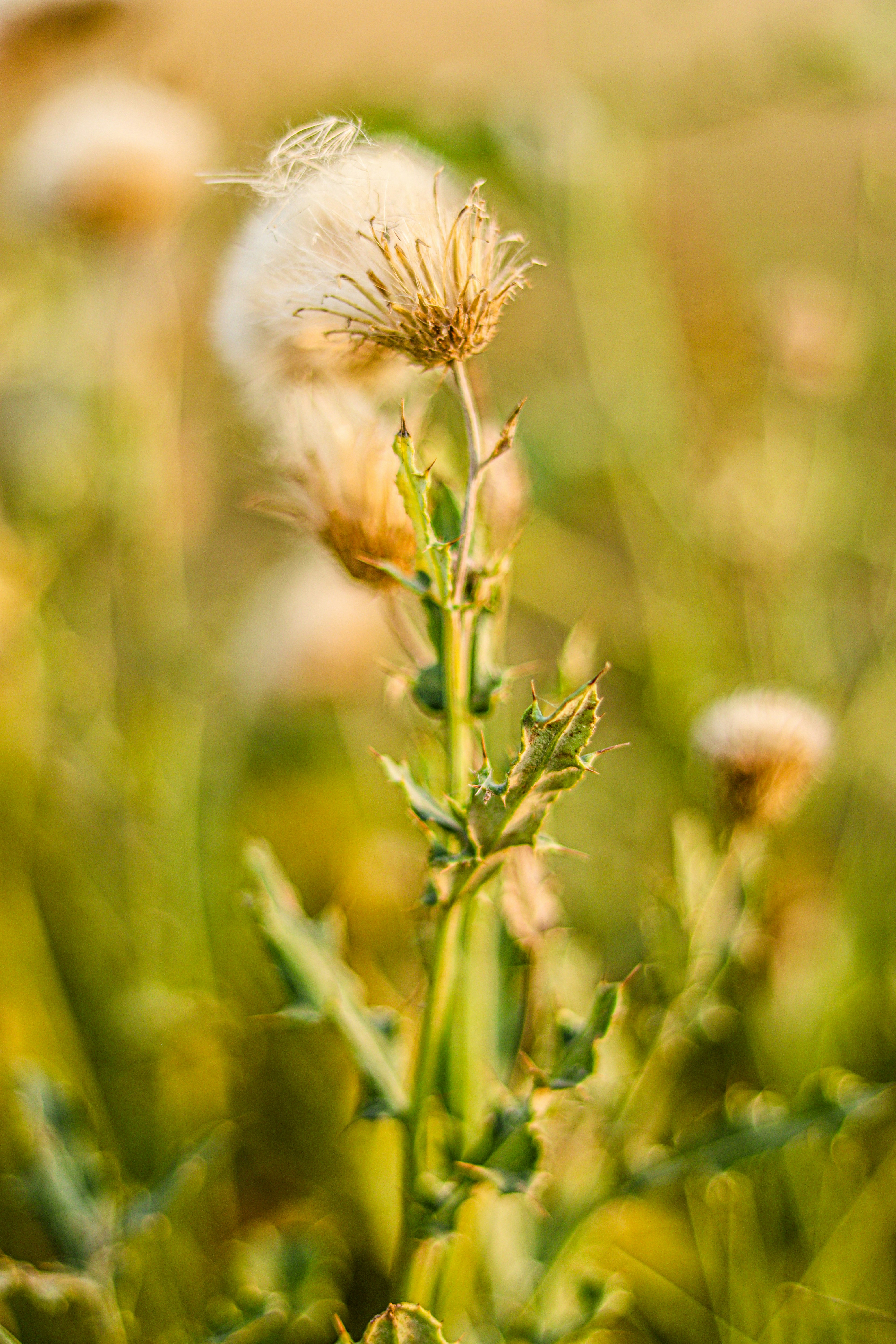 Photo by swastikarora