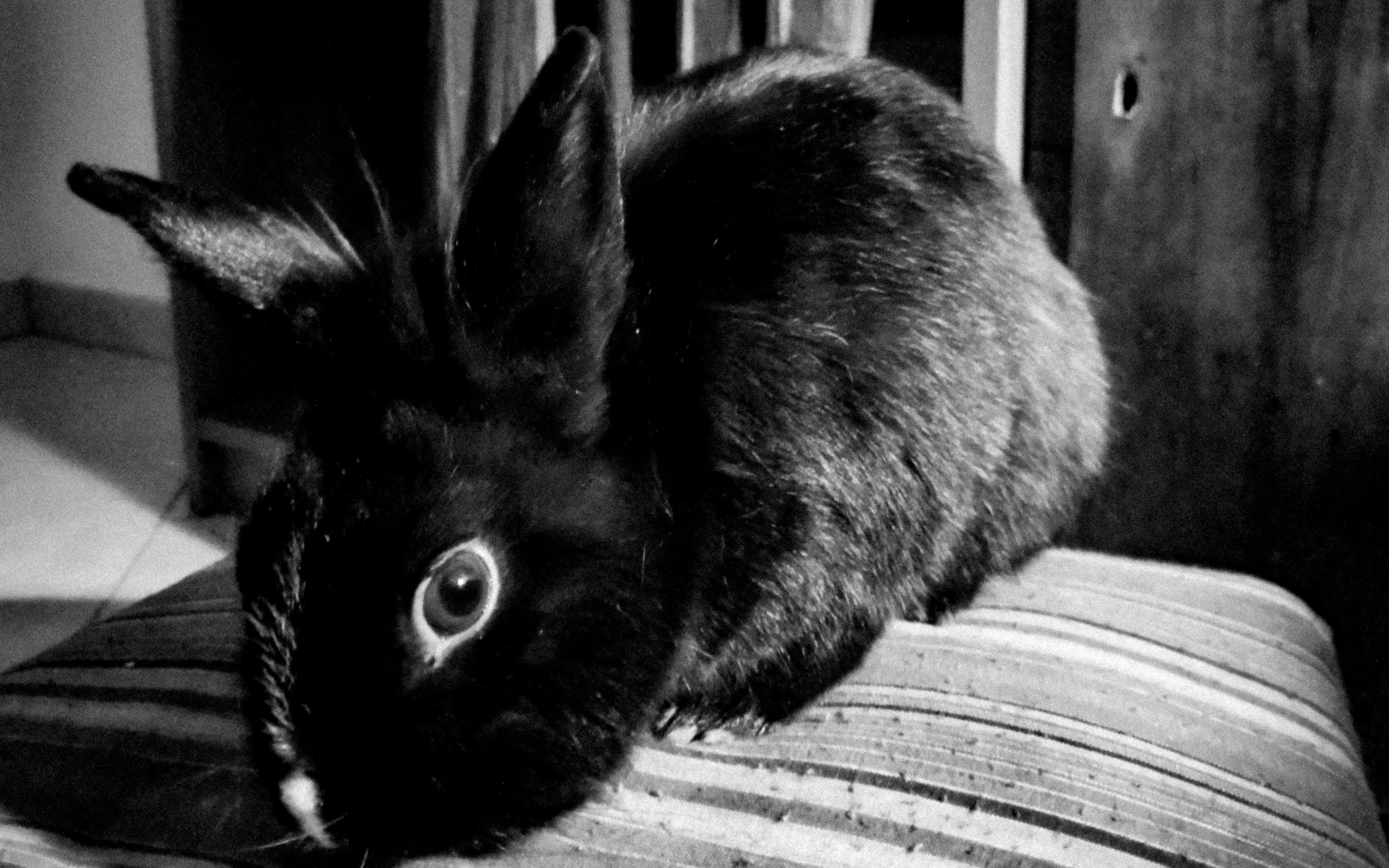 a black and white photo of a rabbit lying on a couch