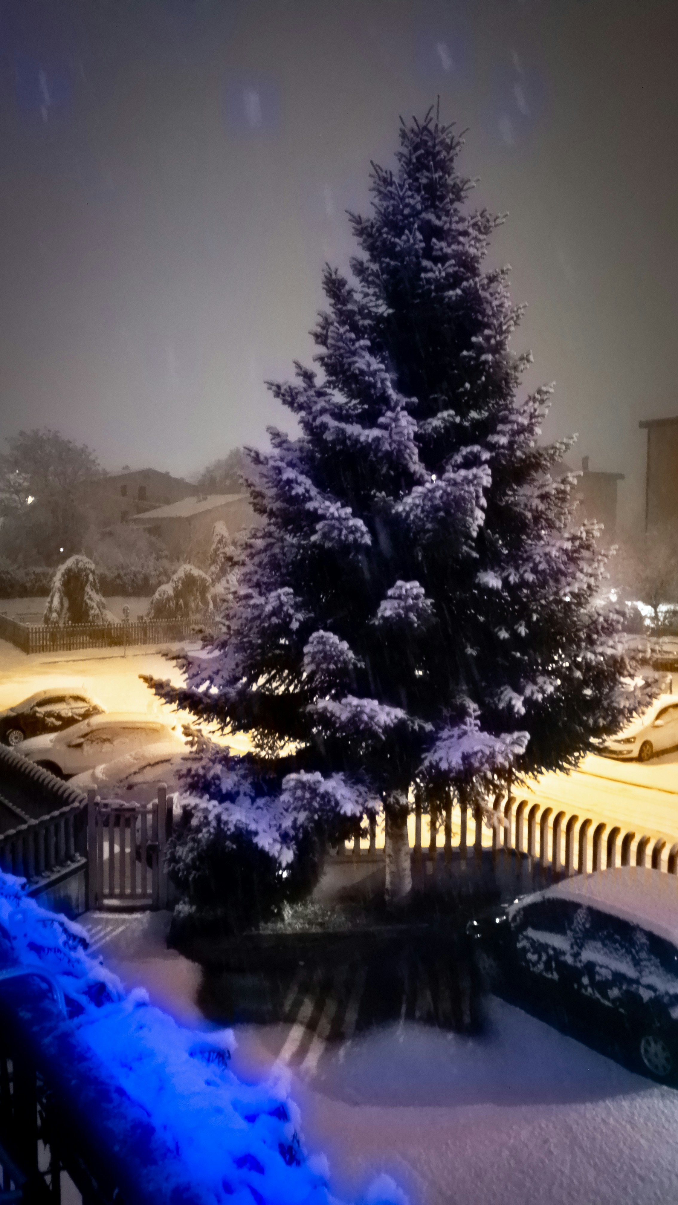 a tree in a snowy place