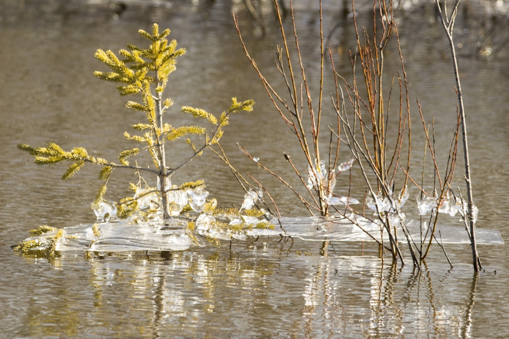 una planta que crece en el agua