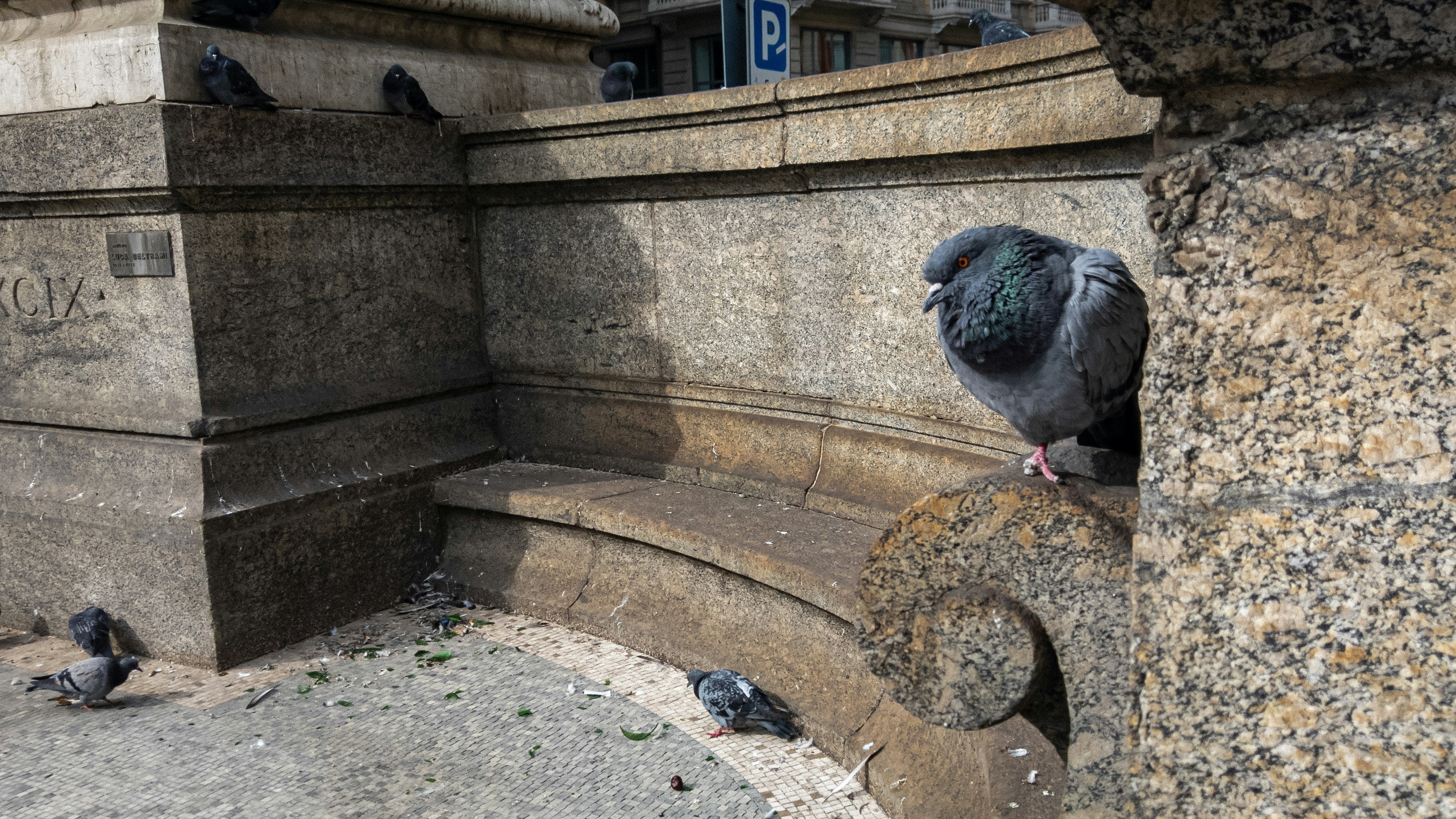 pigeons on a stone ledge