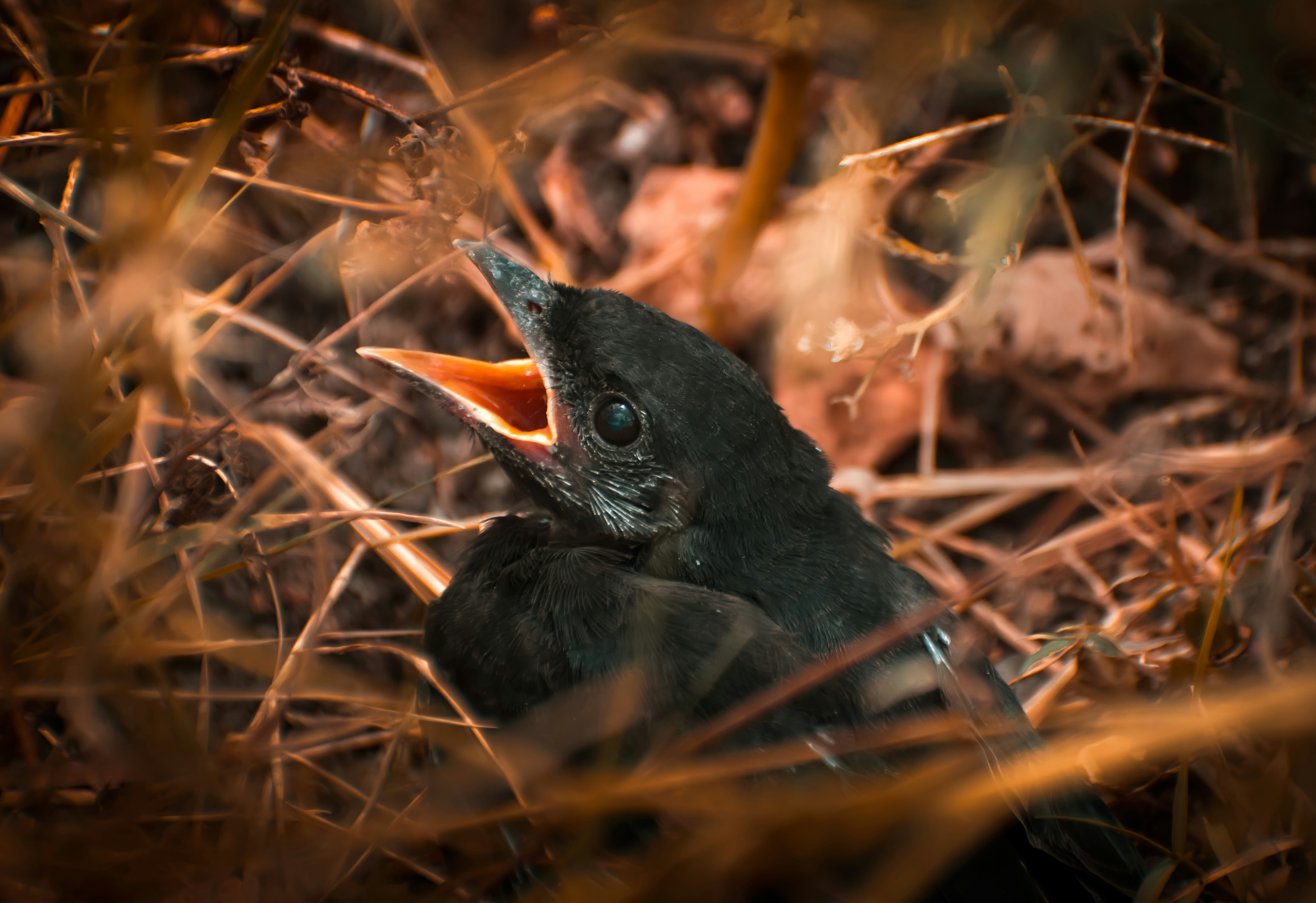 a baby bird in a nest