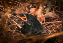 a baby bird in a nest