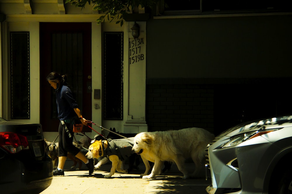 a person walking a dog