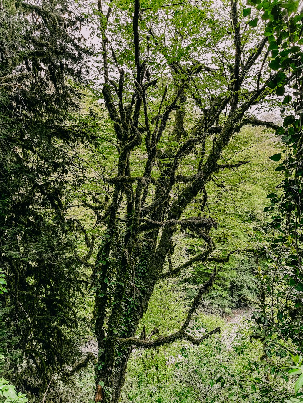 a tree with many branches