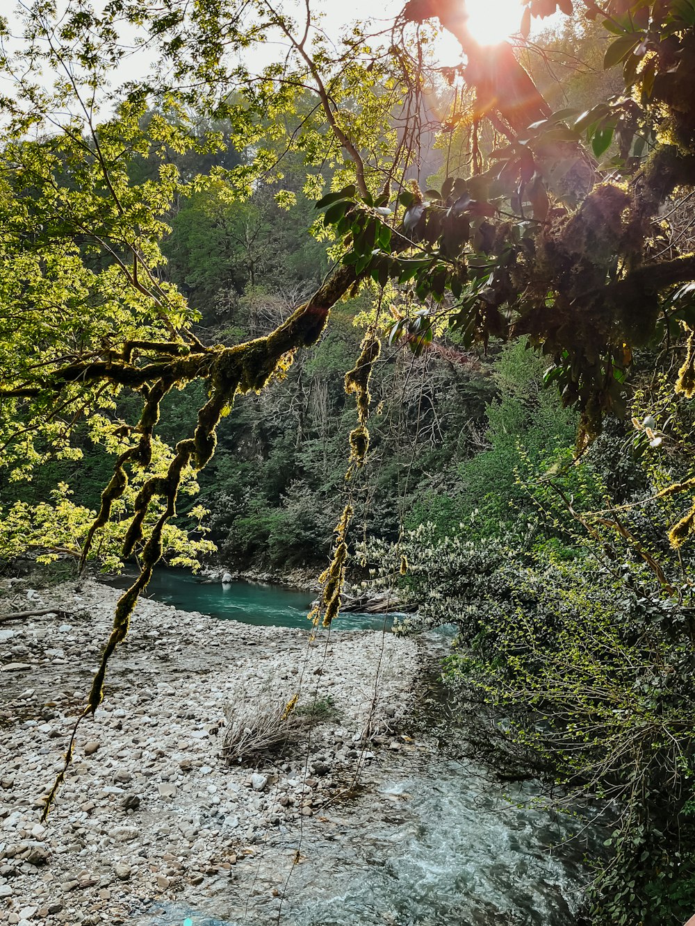 a river with trees on the side