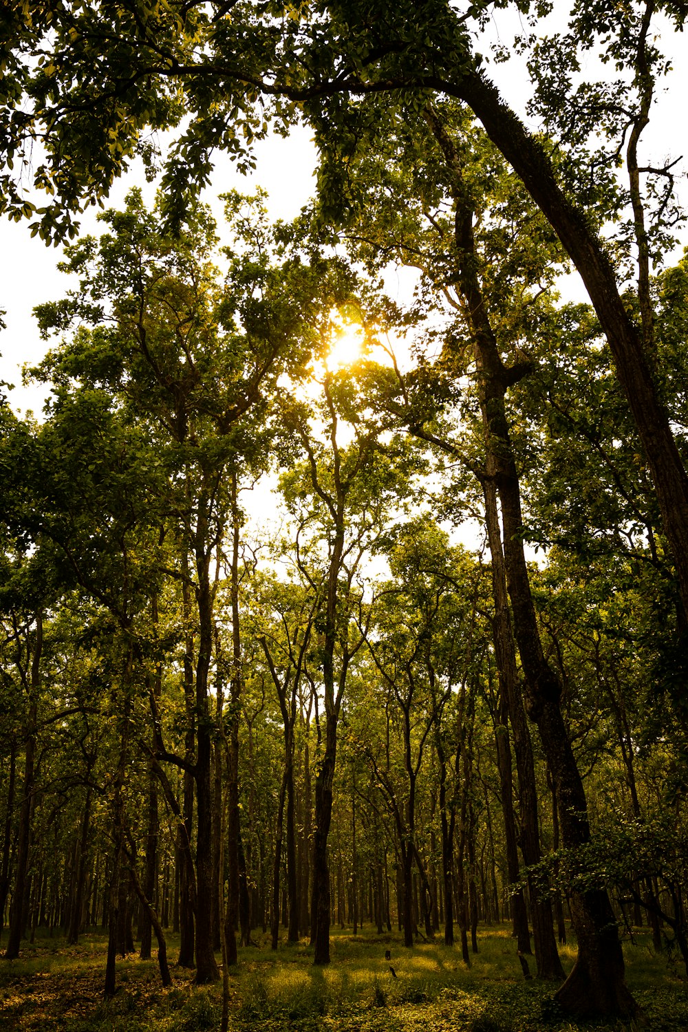 sun shining through the trees