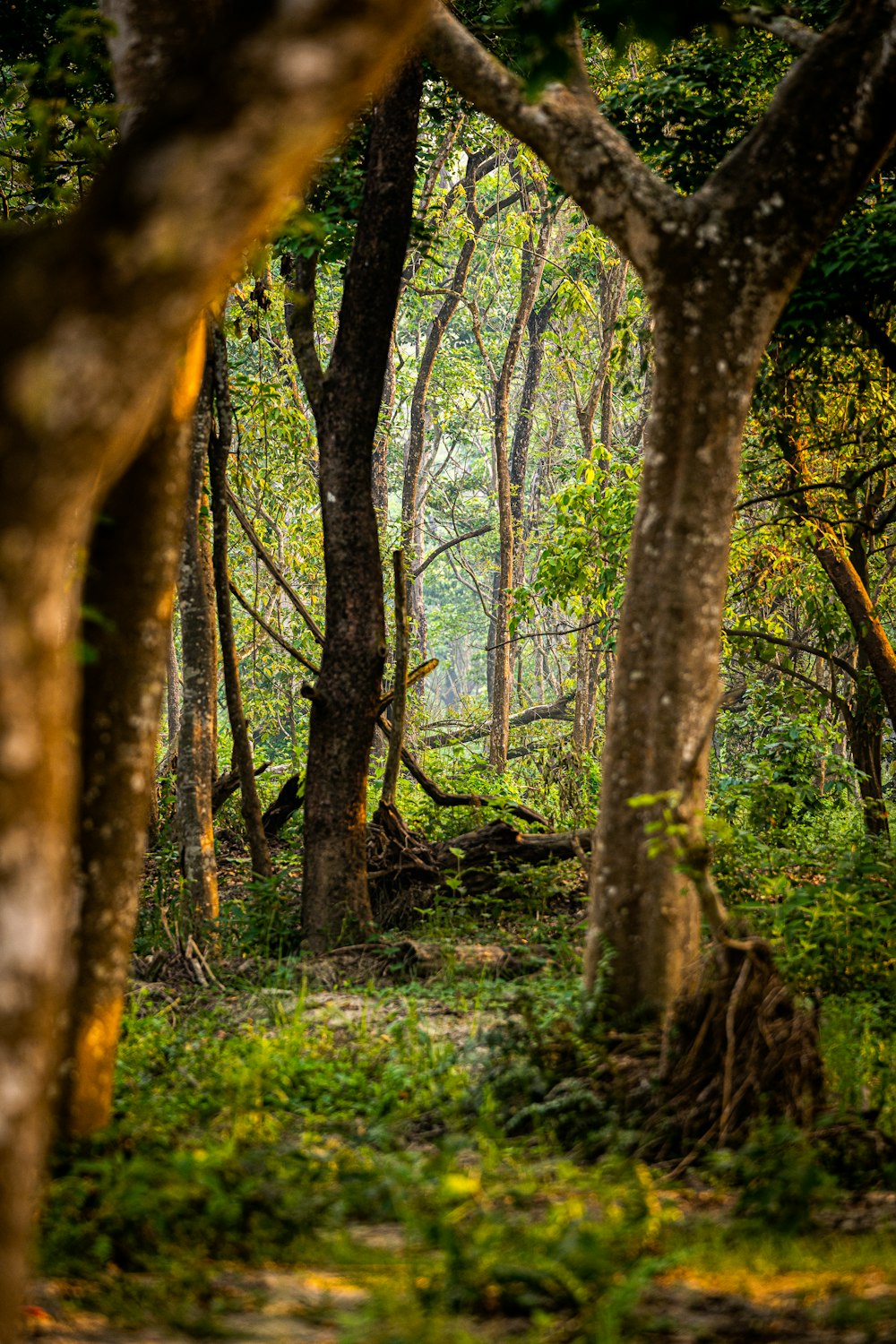 a forest with trees