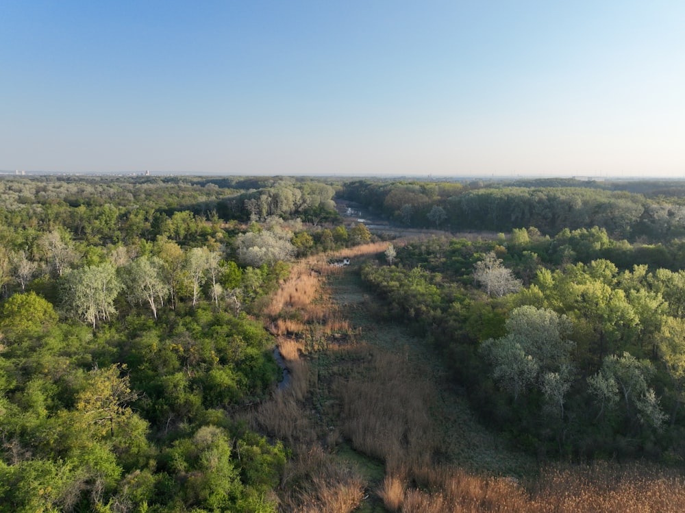 uma paisagem com árvores e arbustos