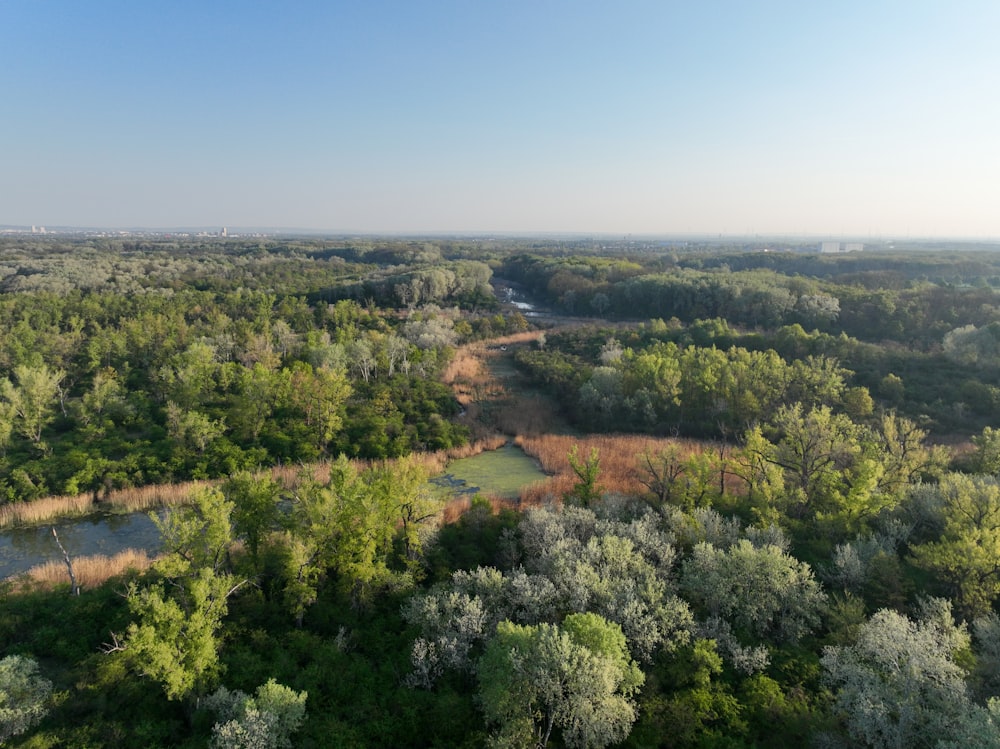 uma paisagem com árvores e arbustos