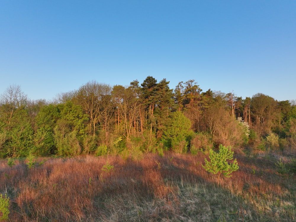 Un champ d’arbres