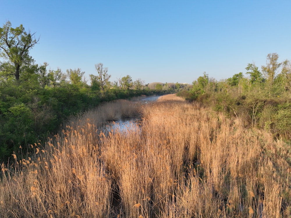 a stream in a grassy area