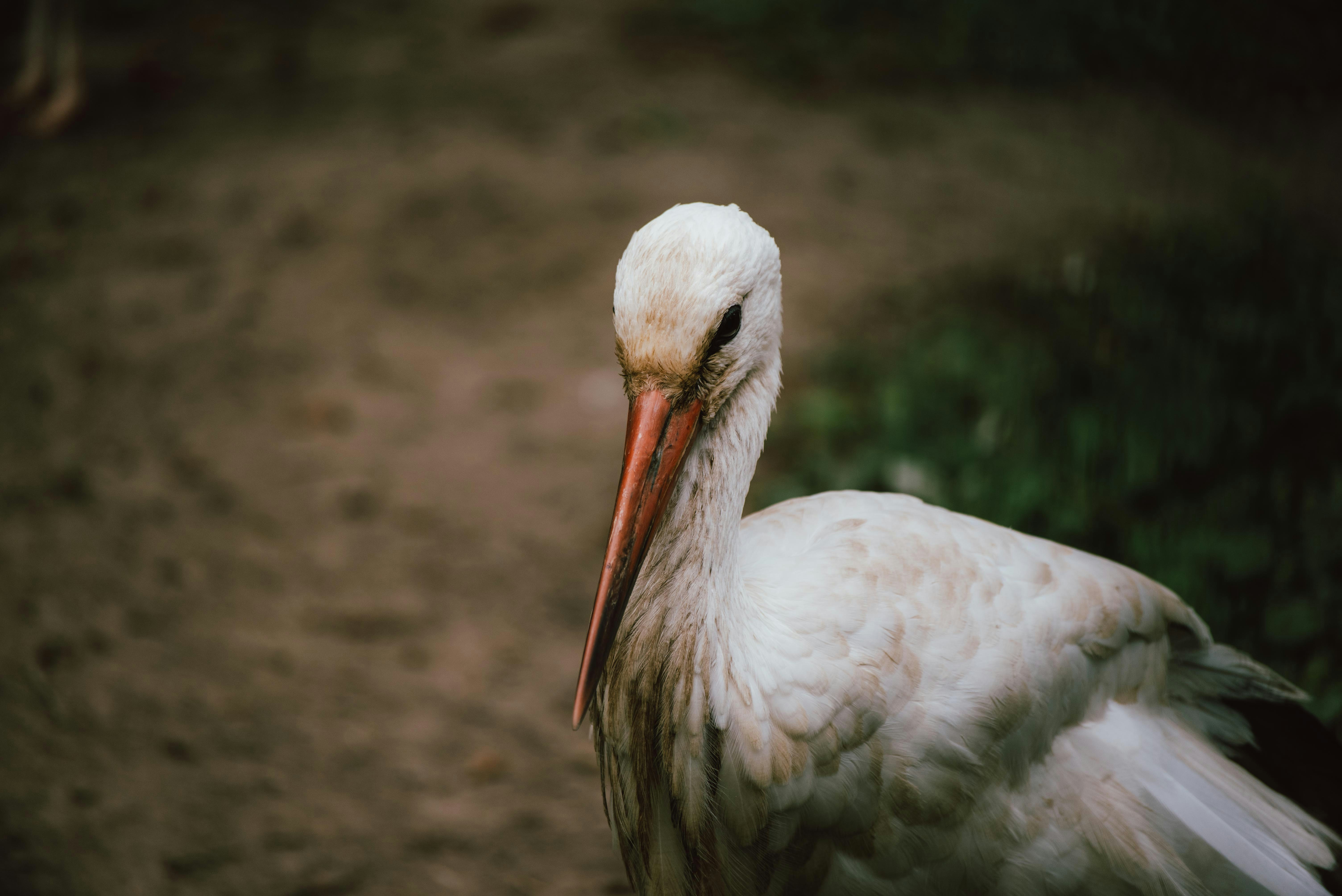 Photo by oksana_maselko