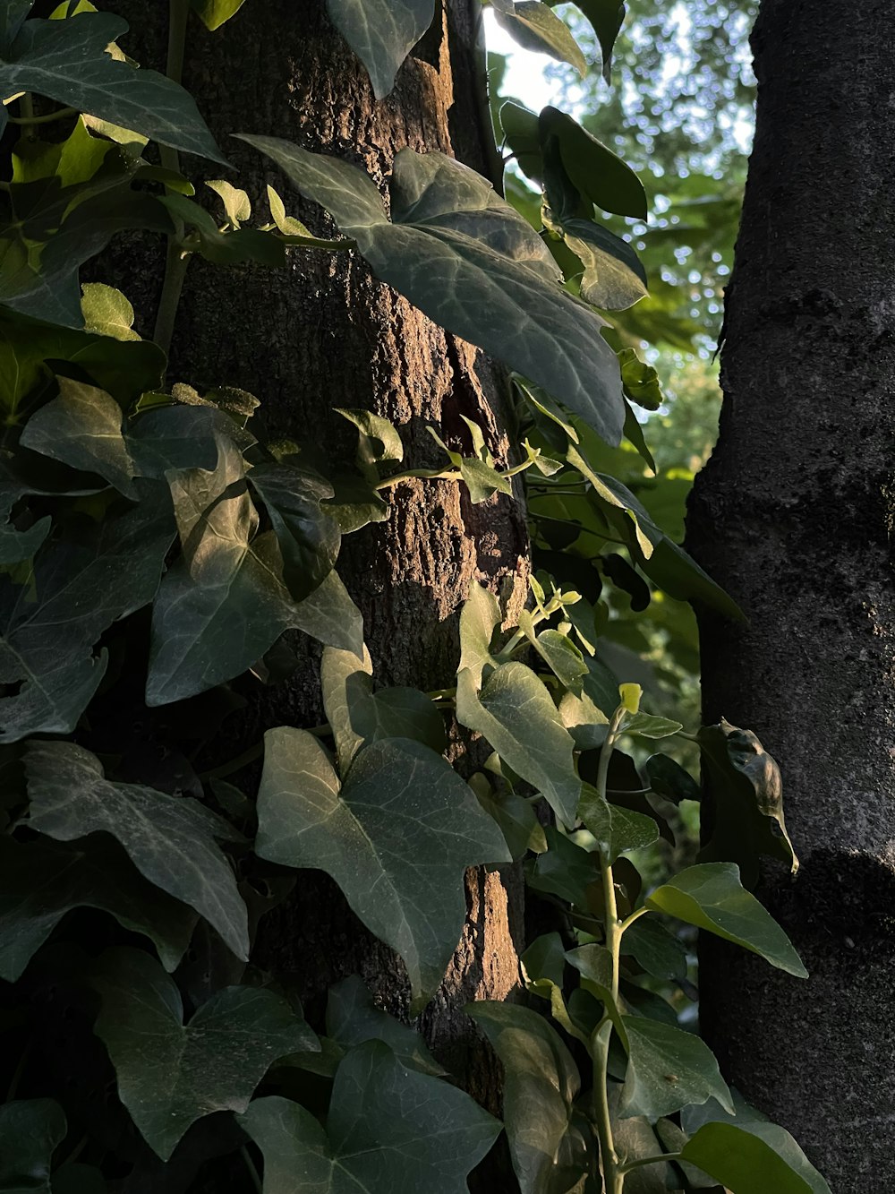 a tree with many leaves