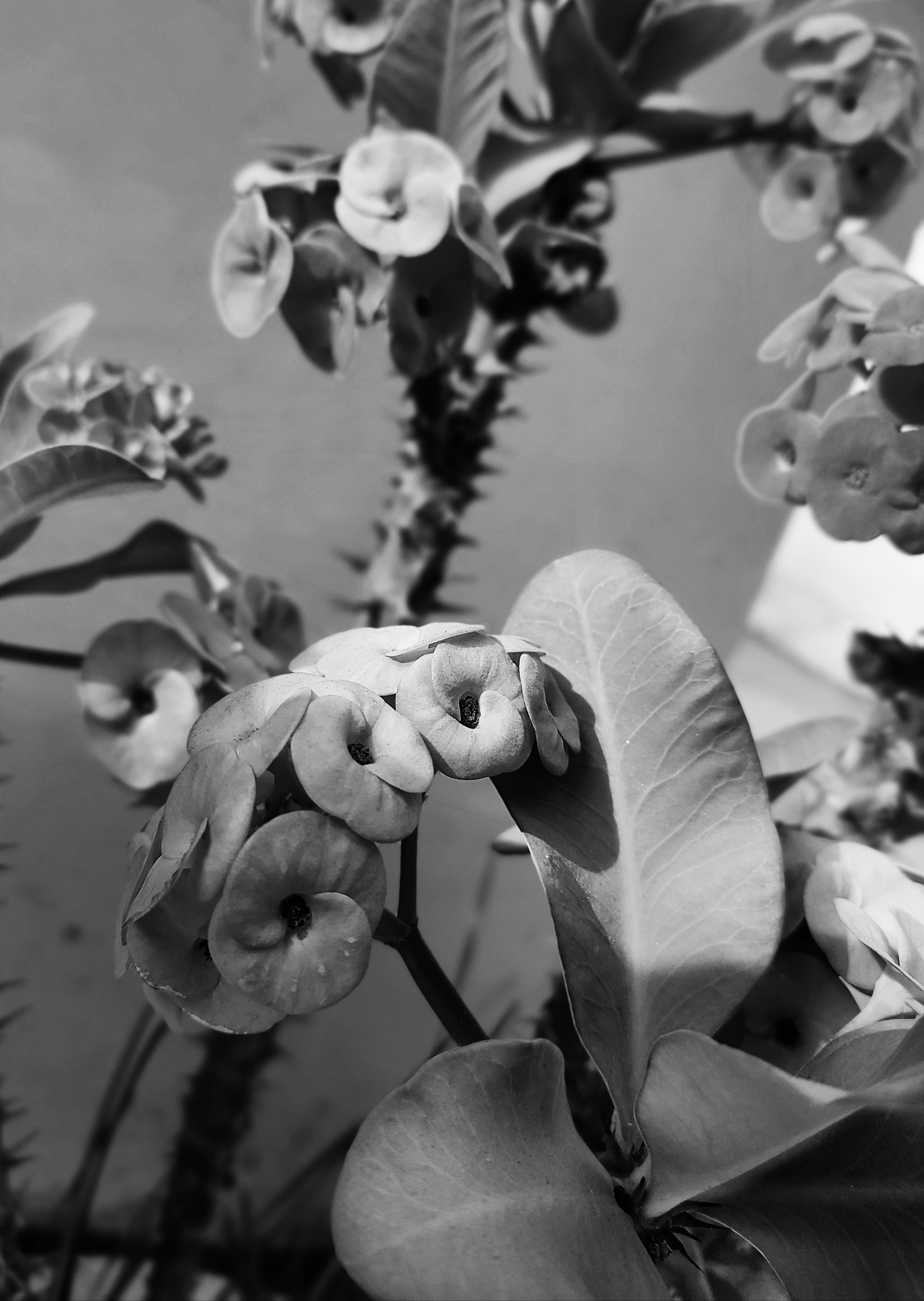 Photo by animeshchatterjee