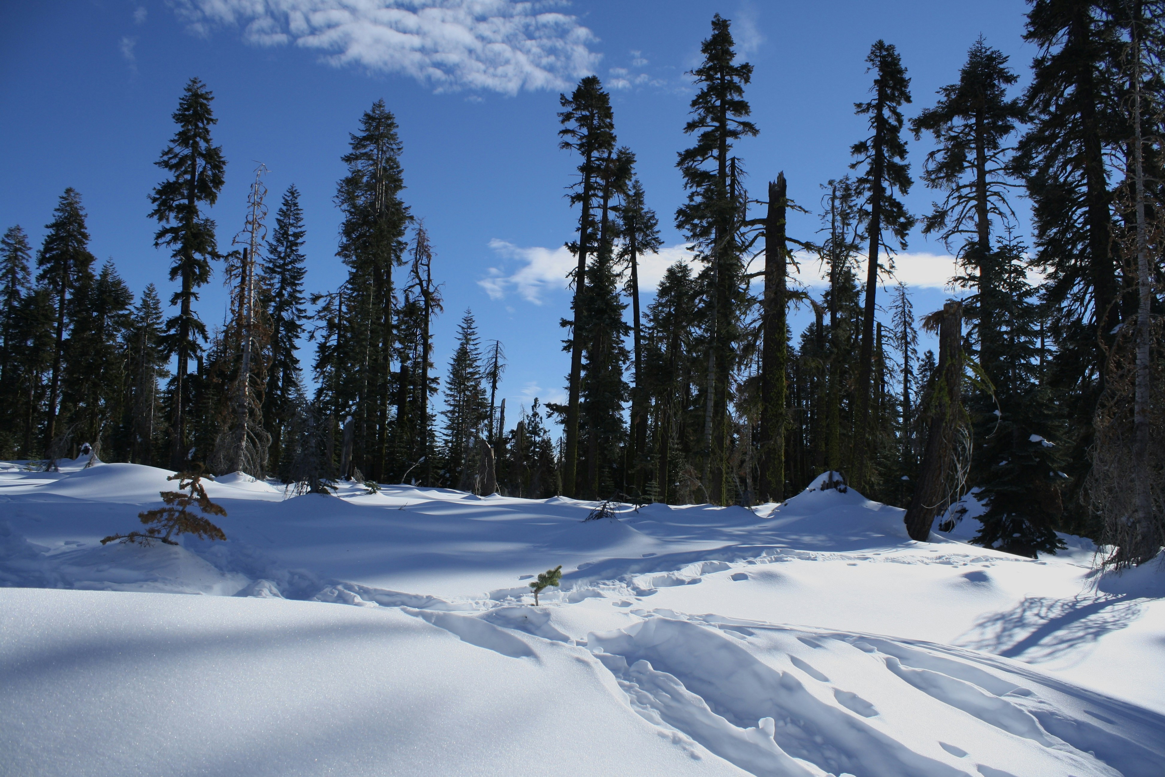 a snowy landscape with trees
