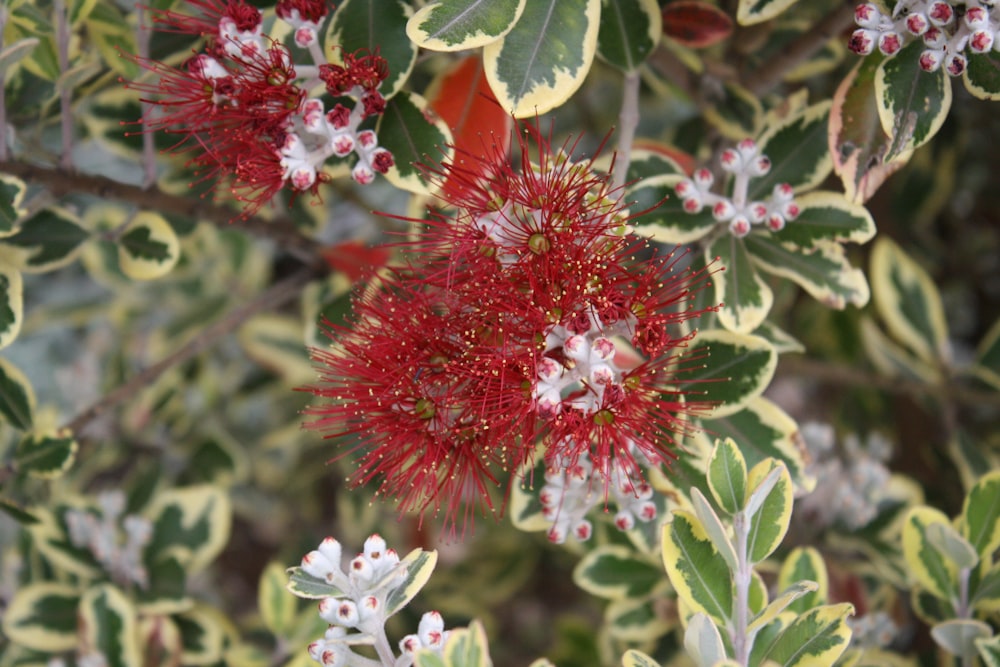 a red flower on a bush