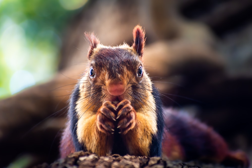 a small brown squirrel