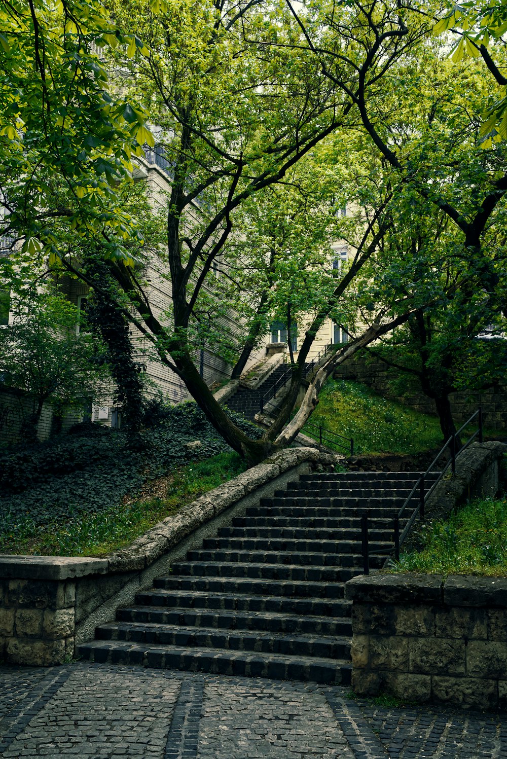 eine Steintreppe mit Bäumen auf beiden Seiten