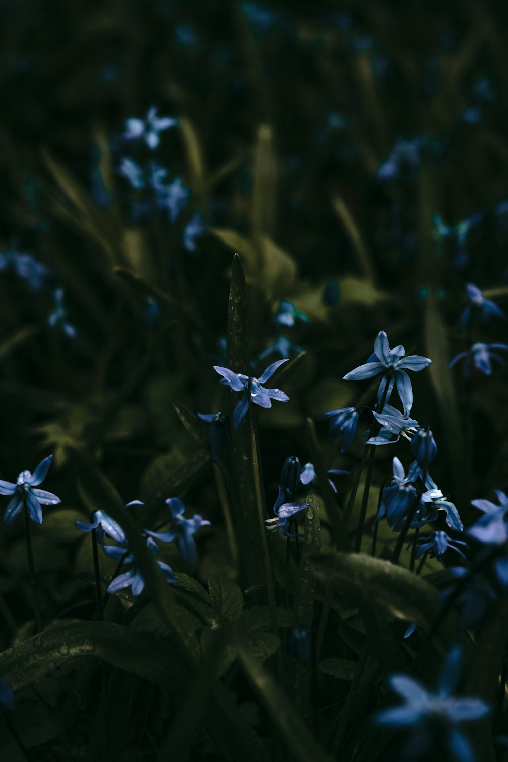 um close up de algumas flores