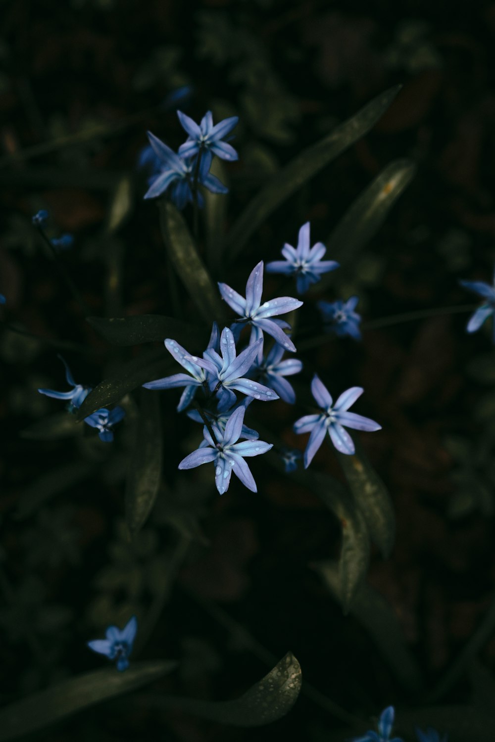 a close up of flowers