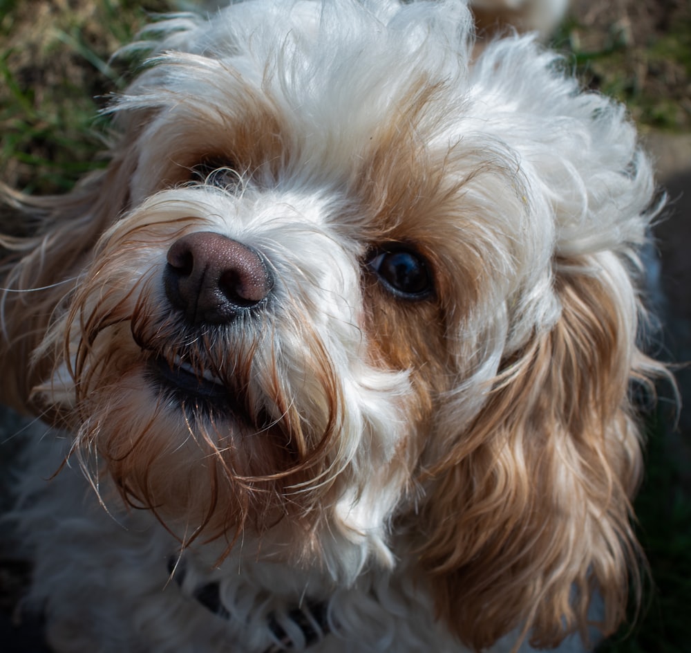 a dog looking up