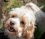 A small dog with curly, white and light brown fur looks up with a cheerful expression. Its mouth is open slightly, showing its teeth, and its dark eyes are bright and engaging. The background includes patches of green grass and some outdoor elements.