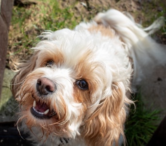A small dog with curly, white and light brown fur looks up with a cheerful expression. Its mouth is open slightly, showing its teeth, and its dark eyes are bright and engaging. The background includes patches of green grass and some outdoor elements.