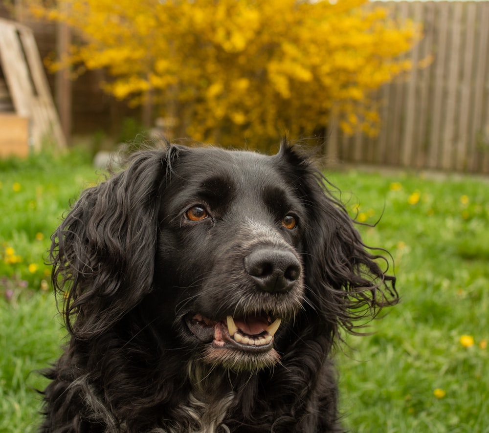 a black dog in a yard