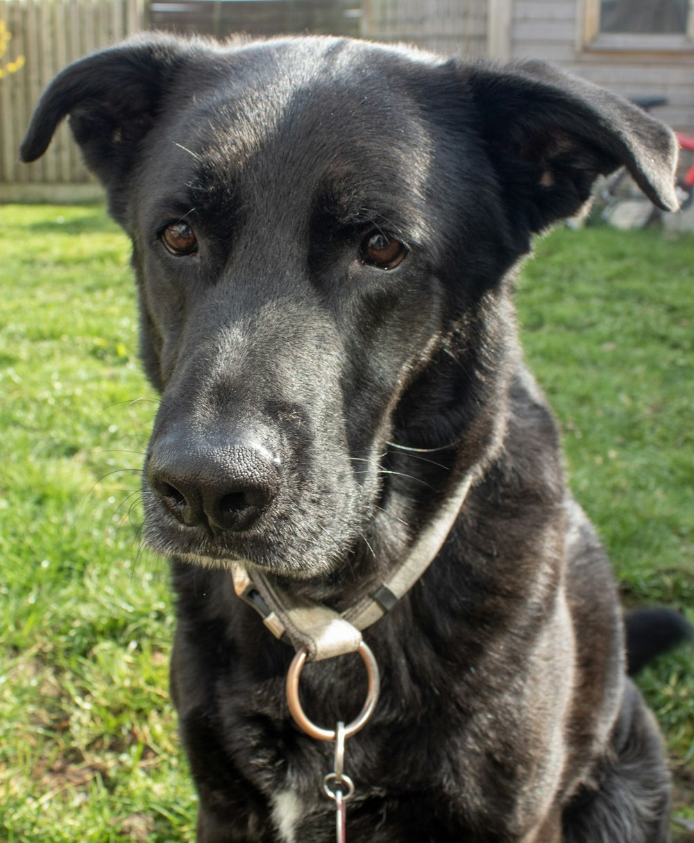 a black dog sitting in the grass