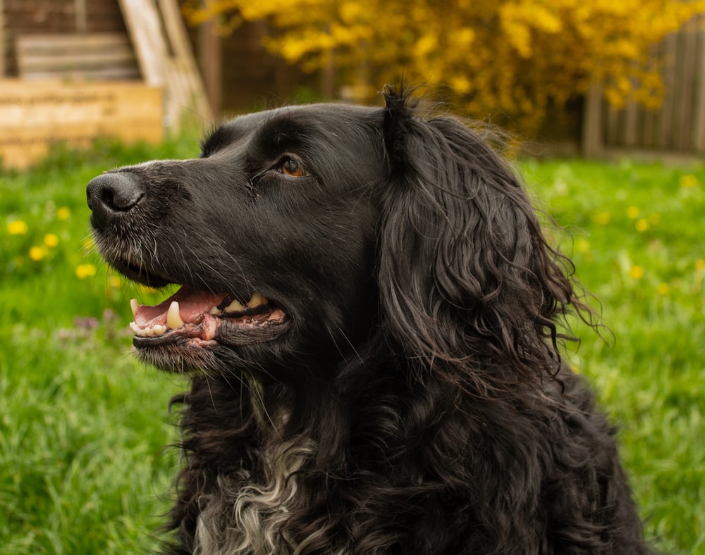 a black dog with its mouth open