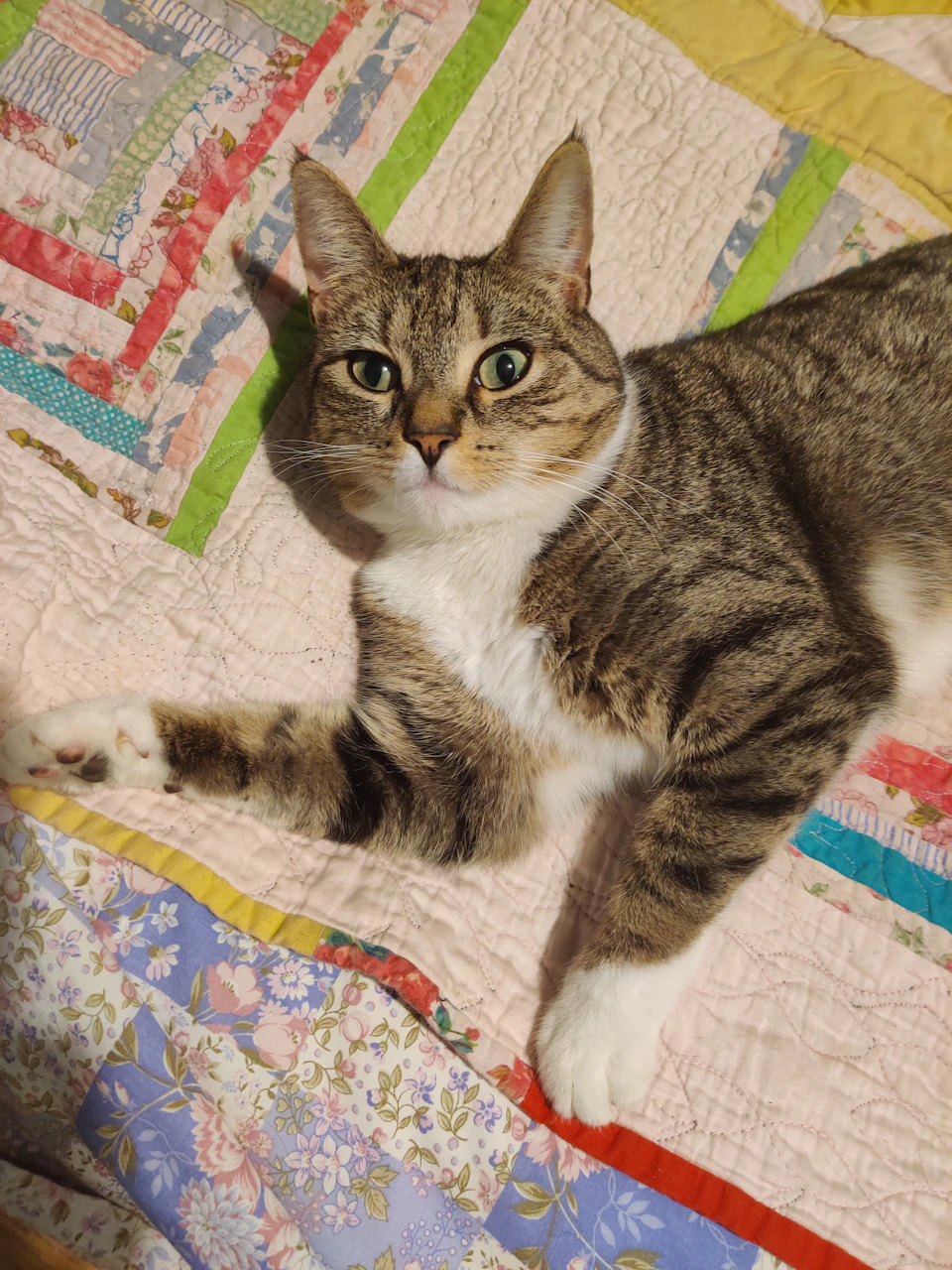 Gray tabby cat lying on its side on a colorful quilt bed