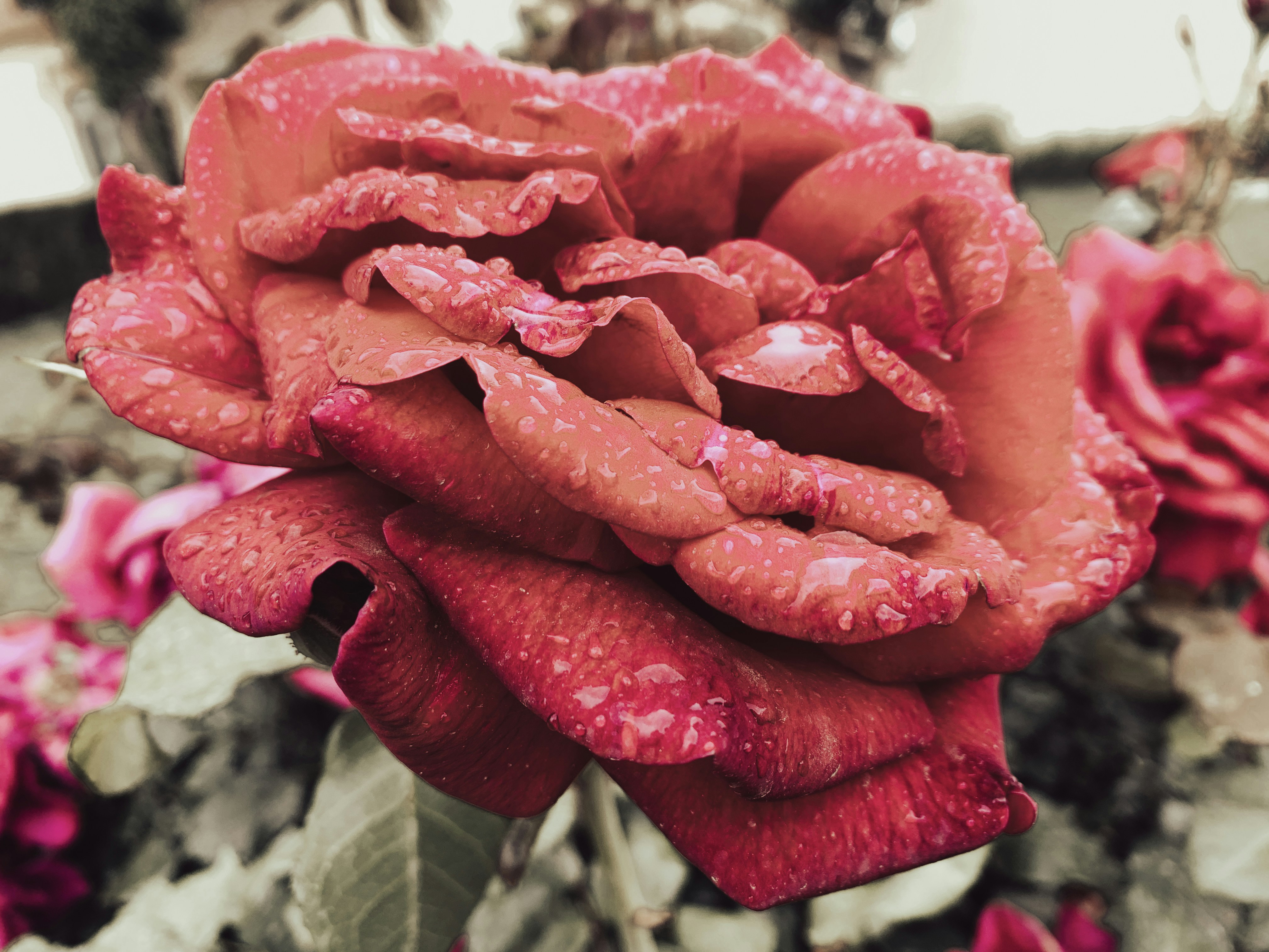 A close up of a rose photo – Free Flower Image on Unsplash
