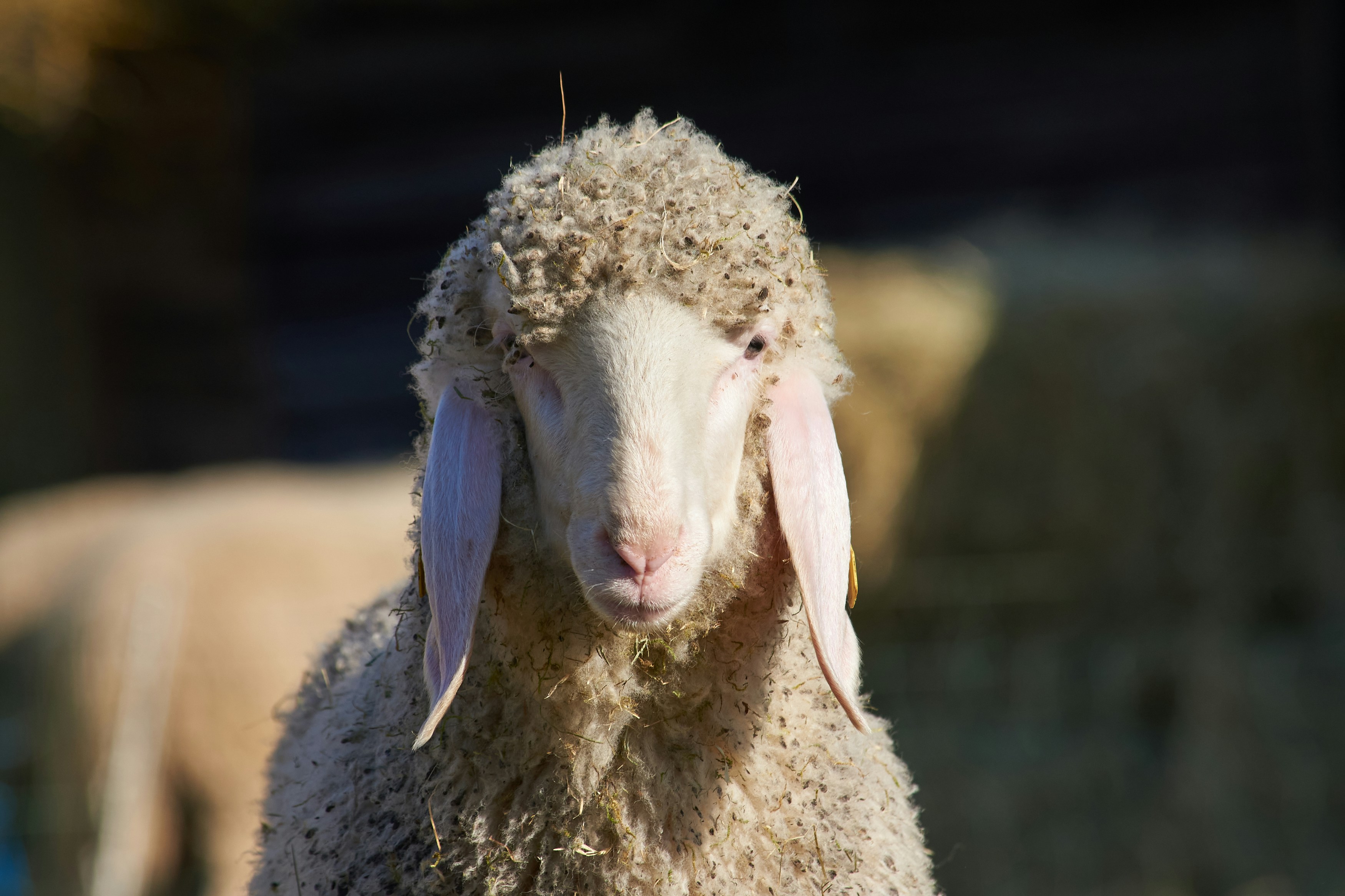 Photo by designbytholen