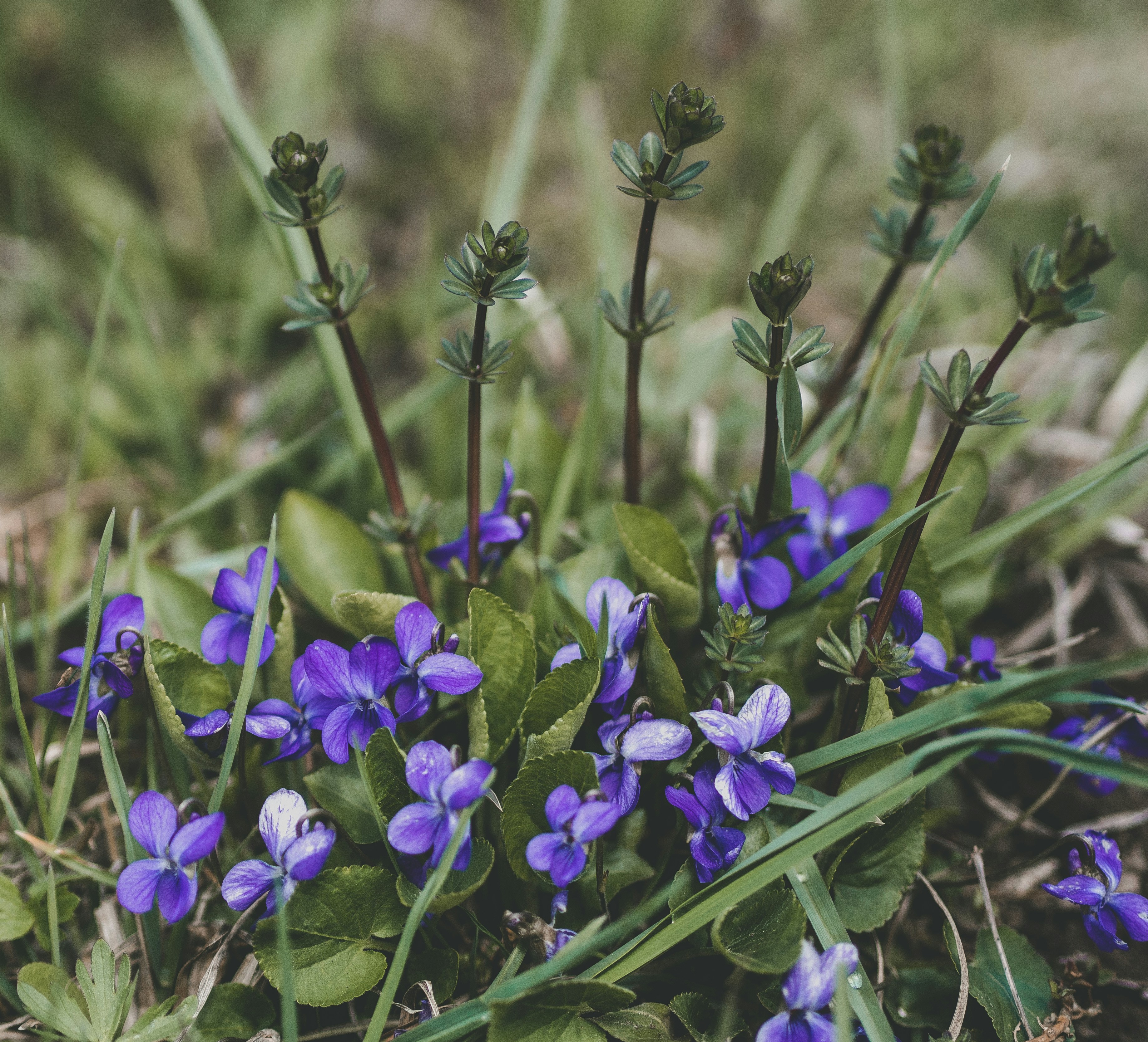 紫色の花のクローズアップ