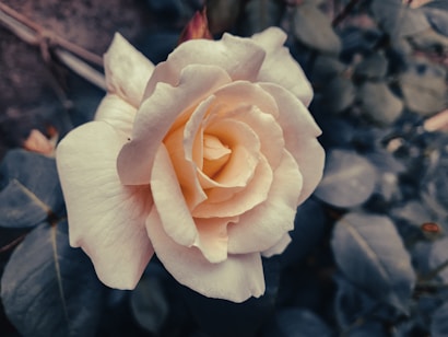a close up of a flower