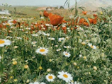 a field of flowers